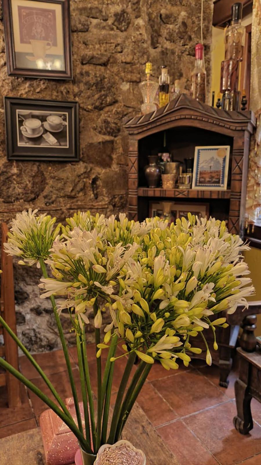 Hotel Rholyn Pura Vida !! Antigua Екстериор снимка